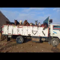 خرید و فروش اسب پالونی