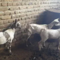 بز صلاله اهویی|حیوانات مزرعه|نوشین شهر, |دیوار