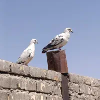 ۶ تا کفتر مسافتی و تهرونی  همه با هم فروش فوری