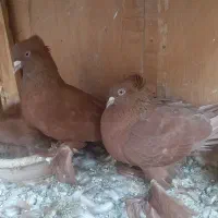 کفتر سرخ رواعب اصل|پرنده|قم, چهل درخت‎|دیوار