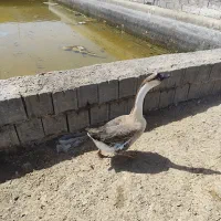غاز و قو غاز|حیوانات مزرعه|رودشت (اصفهان), |دیوار