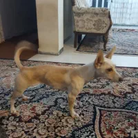 سگ شیواوا|سگ|گرگان, |دیوار