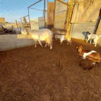 ۳ راس بز زاییده