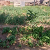 جویای کار باغبانی و ساختمانی هستم