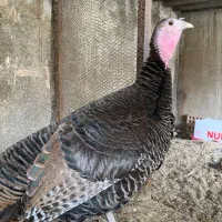 فروش مرغ و بوقلمون