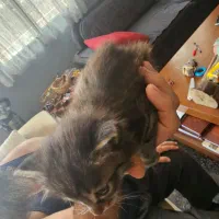 بچه گربه رایگانه رایگان|گربه|بشاریات, |دیوار