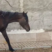 اسب عرب مادیان|اسب و تجهیزات اسب‌سواری|چهارباغ, |دیوار