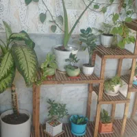 دو عدد استند گل فروشی