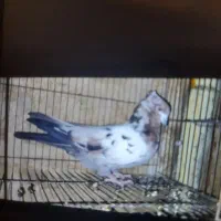 کفتر پرشی حسابی همگی بپر و سرحال|پرنده|قم, شاه سید علی|دیوار