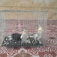 یک جفت عروس هلندی