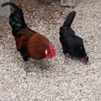 مرغ و خروس محلی