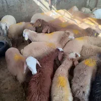 گوسفند زنده .رباط کریم .نسیم‌شهر ..پرندگلستان|حیوانات مزرعه|رباط‌کریم, رباط‌کریم|دیوار