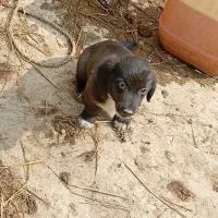 سگ پاکوتاه اشپیتز