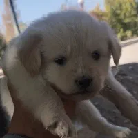 توله پاپی 500 تومن