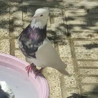 کبوتر طوقی|پرنده|ری, شهادت|دیوار