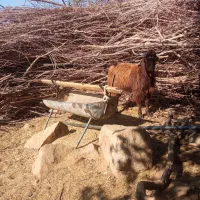 دو عدد کهره نر