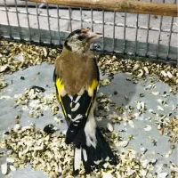 جوجه سهره رسمی گردن کلفت عطیقه|پرنده|پاکدشت, حصار امیر|دیوار