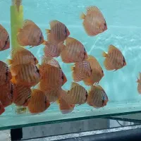 ماهی دیسکس|ماهی|مشهد, بهمن|دیوار