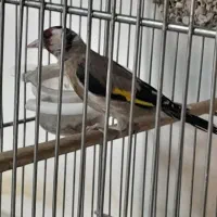 سهره ماده دو ساله آماده جفت