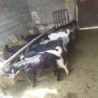 کهره.بره .بز.میش