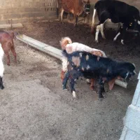 فروش بزغاله چوش‌نر