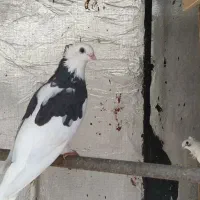 فروش پرنده