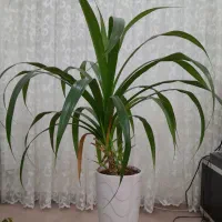 گل آپارتمانی