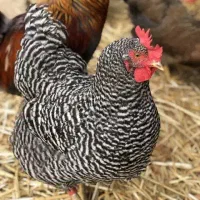 جوجه پیلموت راک اصلی
