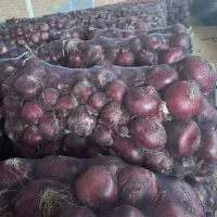 تامین کننده پیاز برا صادرات و شهرستان|حراج|بناب, |دیوار