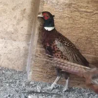 خروس آمریکایی بالغ|پرنده|مشهد, شهرک صنعتی توس|دیوار