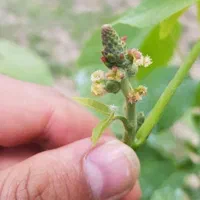 هرس تخصصی و آبیاری قطره ای کنترل با موبایل|خدمات باغبانی و درختکاری|تبریز, |دیوار