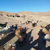فروش ۵۰بز محلی|حیوانات مزرعه|طبس, |دیوار