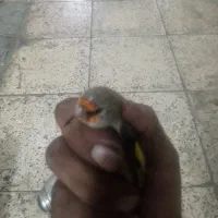 سهره معاوضه یافروشی