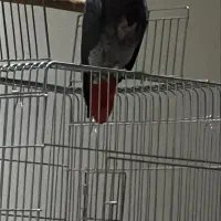 کاسکوهای دم قرمز جفت از مولد تاتازه جفن