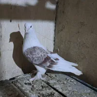 کبوتر دوکت پشتدار اراکی کاکل پاپر،راعبی،سفید