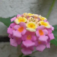 گل طبیعی