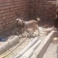 تروشت