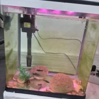 آکواریوم|ماهی|بندر کنگان, |دیوار