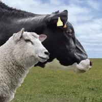 دام زنده با قصاب در محل