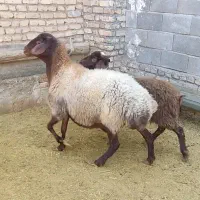 میش و بره جوان و بره نر کیلویی|حیوانات مزرعه|خمین, |دیوار