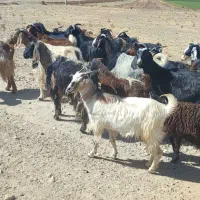 بز چاق کوه چرده