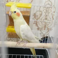 عروس هلندی