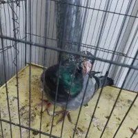 کبوتر کبوت هفت رنگ قواره دار|پرنده|قزوین, |دیوار