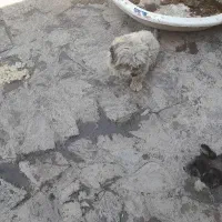 فروش سگ|سگ|چهارباغ, |دیوار