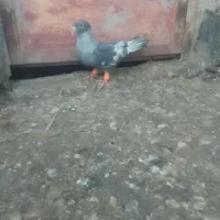 موشی نقره ایی ماده