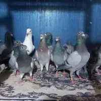 فروش  دسته ۲۰تایی پلاکی|پرنده|کاشمر, |دیوار