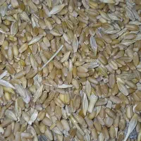 گندم