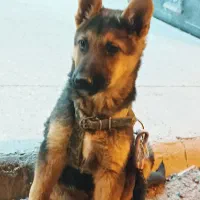 توله ژرمن ورک نر|سگ|لار, |دیوار