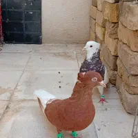 کفتر طوقی  دم سفید