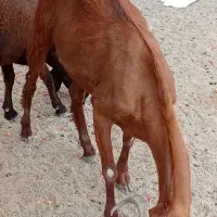 دوتابزماده|حیوانات مزرعه|چابهار, |دیوار